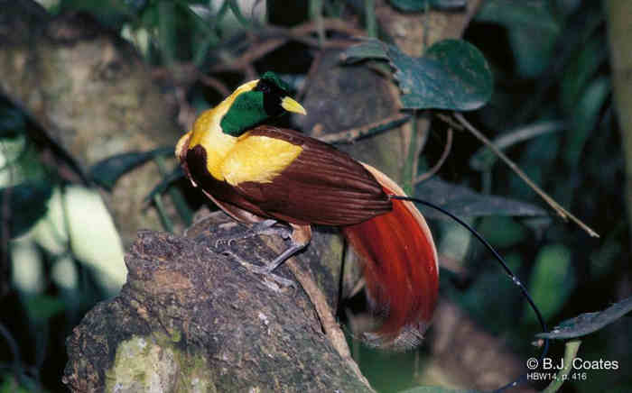 Paradisaea rubra (Cendrawasih Merah)