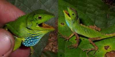 Bunglon Pseudocalotes guttalineatus