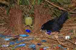 Ptilonorhynchus violaceus (Satin Bowerbird)