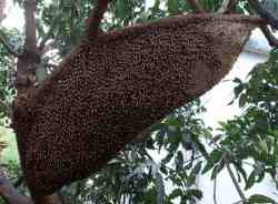 Sarang Lebah Madu Apis dorsata