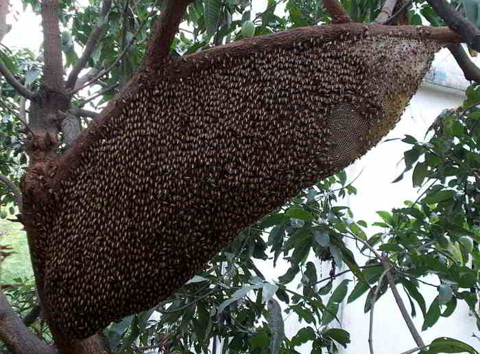 Sarang Lebah Madu Apis dorsata