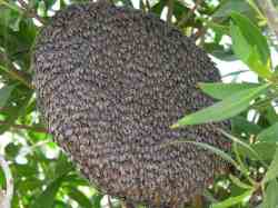 Sarang Lebah Madu Apis florea