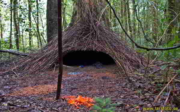 Sarang Namdur Polos (Amblyornis inornata)
