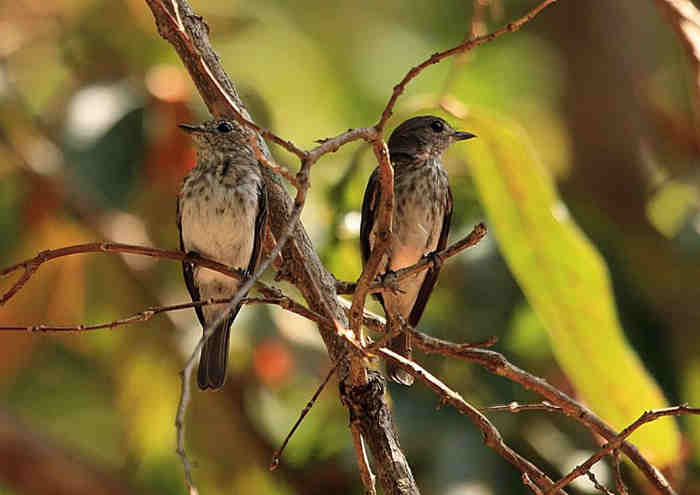 Sikatan Sulawesi (Muscicapa sodhii)