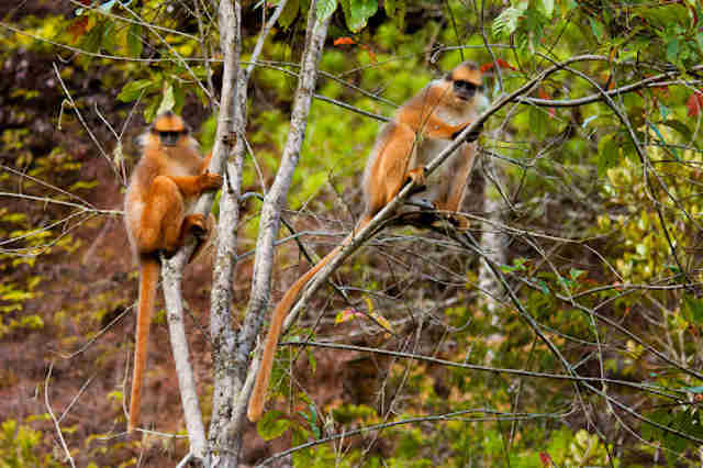 Sumatran Surili Presbytis melalophos melalophos