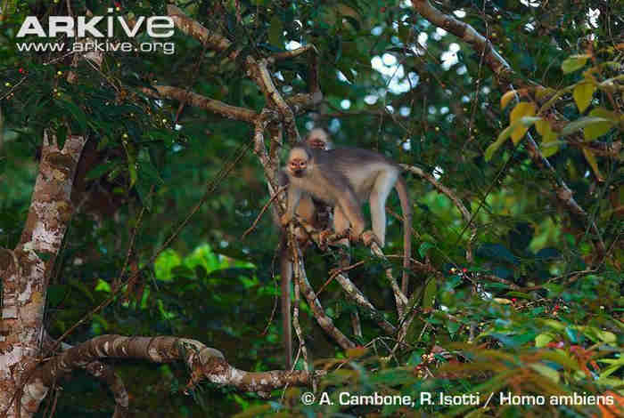 Sumatran Surili Presbytis melalophos mitrata