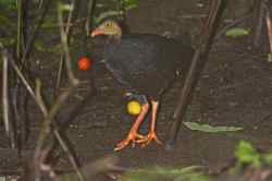 Talegalla cuvieri (Maleo Kamur)