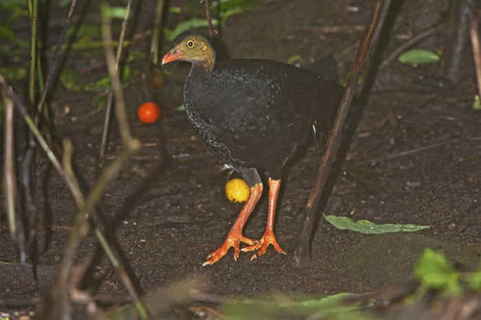 Talegalla cuvieri (Maleo Kamur)