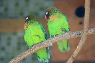 Agapornis nigrigenis (Black-cheeked Lovebird)