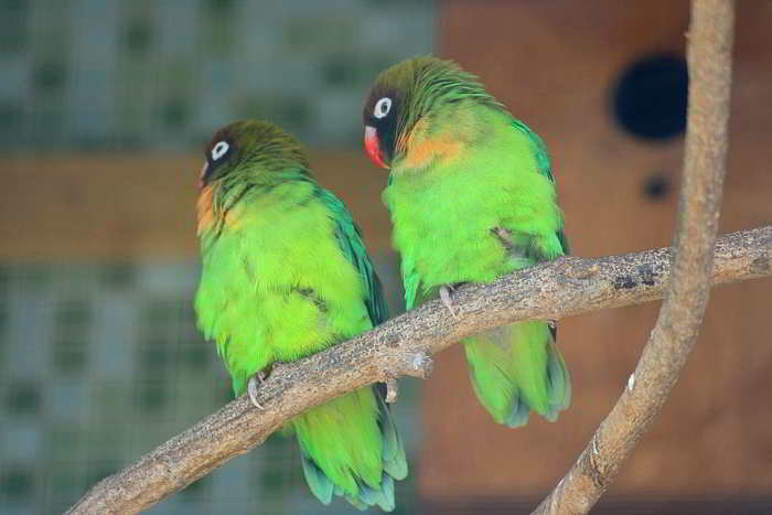 Agapornis nigrigenis (Black-cheeked Lovebird)