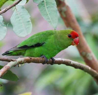 Agapornis taranta (Black-winged Lovebird)