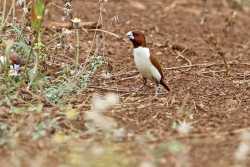 Bondol Pancawarna (Lonchura quinticolor)