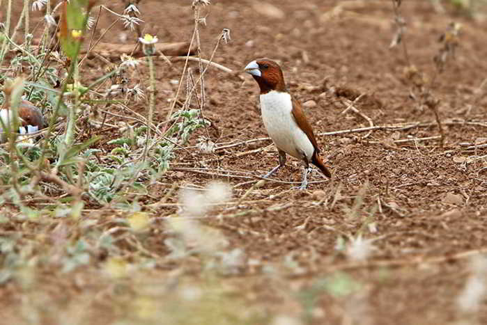 Bondol Pancawarna (Lonchura quinticolor)