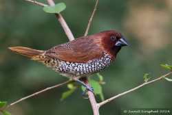 Bondol Peking (Lonchura punctulata)