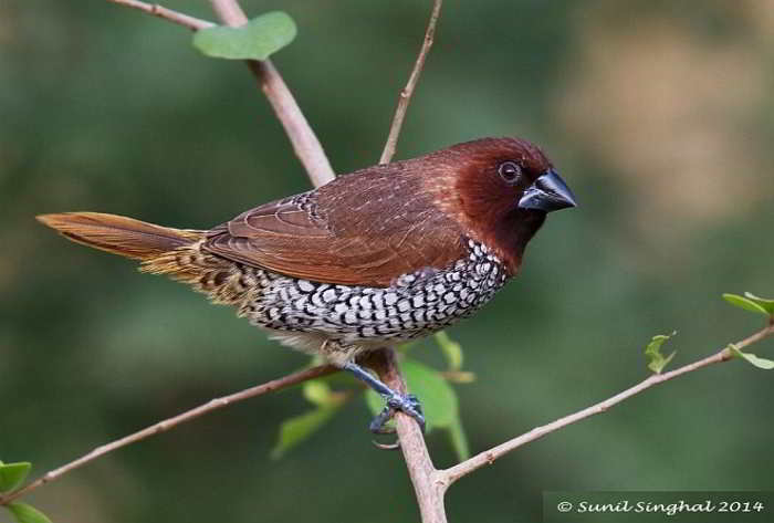 Bondol Peking (Lonchura punctulata)