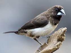 Bondol Tunggir-putih (Lonchura striata)