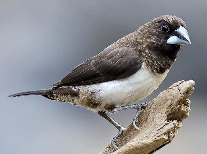 Bondol Tunggir-putih (Lonchura striata)
