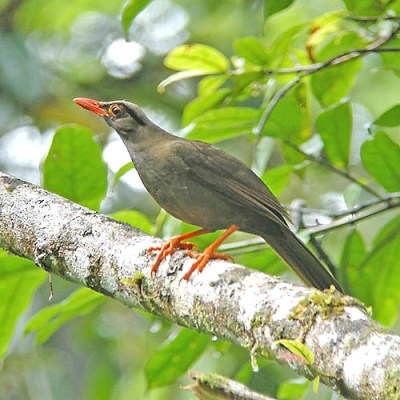 Burung Anis Sulawesi (Cataponera turdoides)