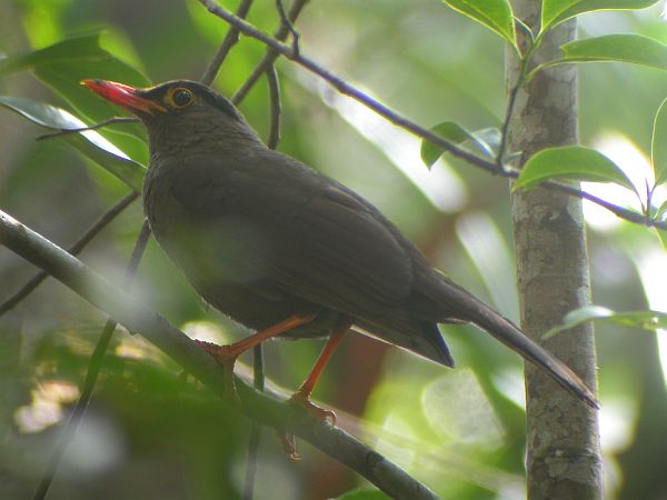 Burung Anis Sulawesi (Cataponera turdoides)