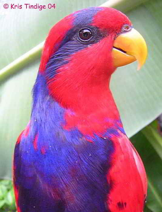 Burung Nuri Talaud (Eos histrio)