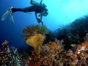 Dive Spot Bunaken