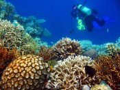 Dive Spot Karimunjawa