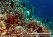 Dive Spot Tagalaya Halmahera
