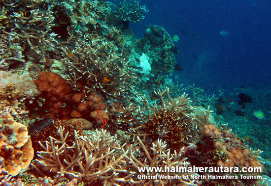 Dive Spot Tagalaya Halmahera