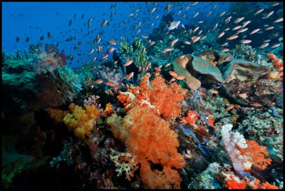 Dive Spot Tatawa Besar