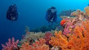 Dive Spot Wakatobi