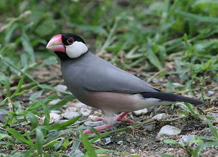 Gelatik Jawa (Lonchura oryzivora)