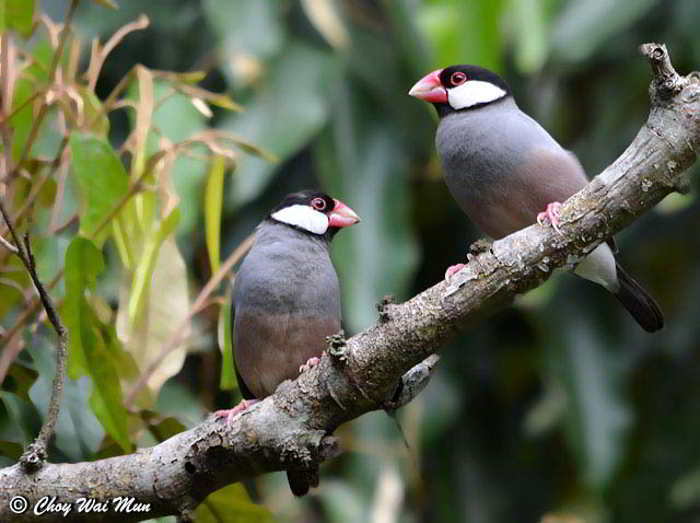 Gelatik Jawa (Lonchura oryzivora)