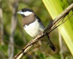 Gelatik Timur (Lonchura fuscata)