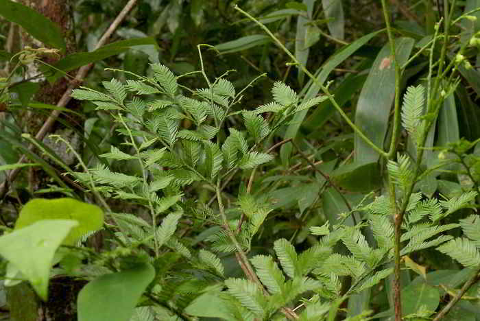 Daun Pohon Jamuju (Dacrycarpus imbricatus)