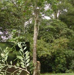 Jamuju (Dacrycarpus imbricatus)