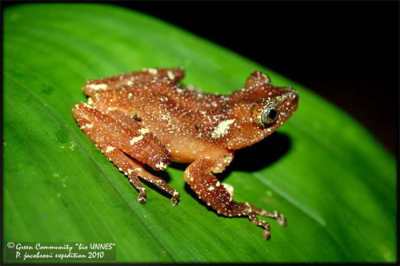 Katak Pohon Mutiara (Nyctixalus margaritifer)