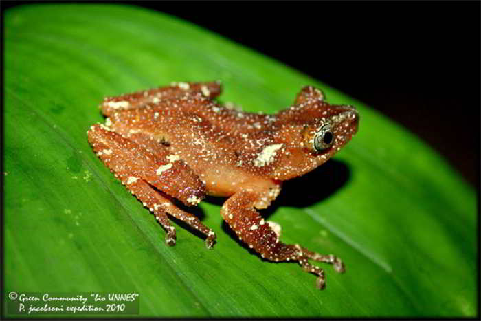 Katak Pohon Mutiara (Nyctixalus margaritifer)