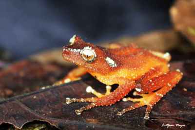 Katak Pohon Mutiara (Nyctixalus margaritifer)