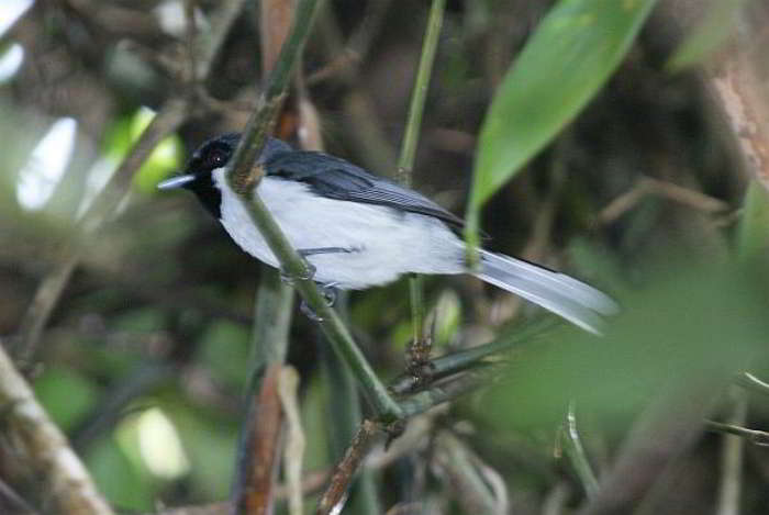 Kehicap Flores (Monarcha sacerdotum)