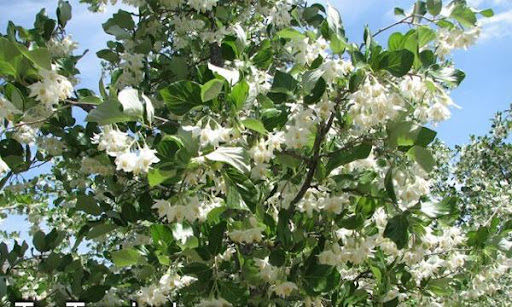 Daun dan Bunga Kemenyan Durame (Styrax Benzoine)