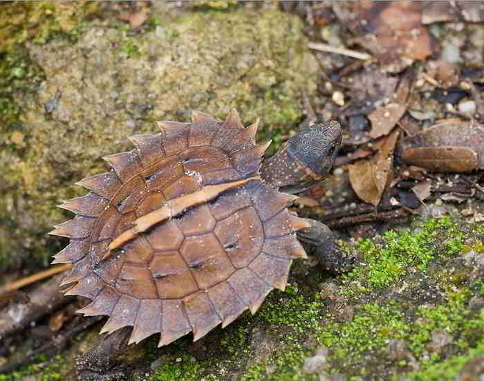 Kura-kura Duri (Heosemys spinosa) kecil