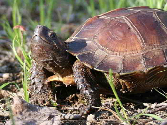 Kura-kura Duri (Heosemys spinosa) dewasa