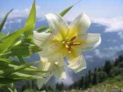 Lilium auratum – Bakung Cahaya Emas Jepang