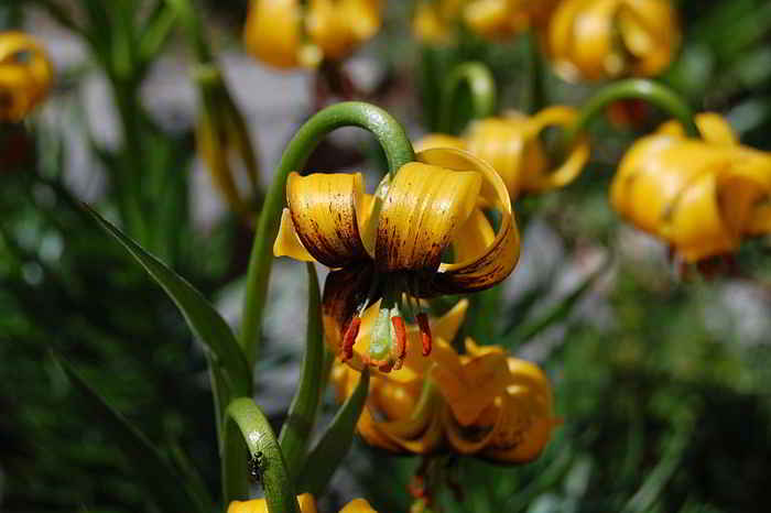 Lilium bosniacum - Bakung Bosnia