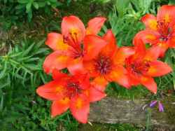 Lilium bulbiferum – Bakung Jingga