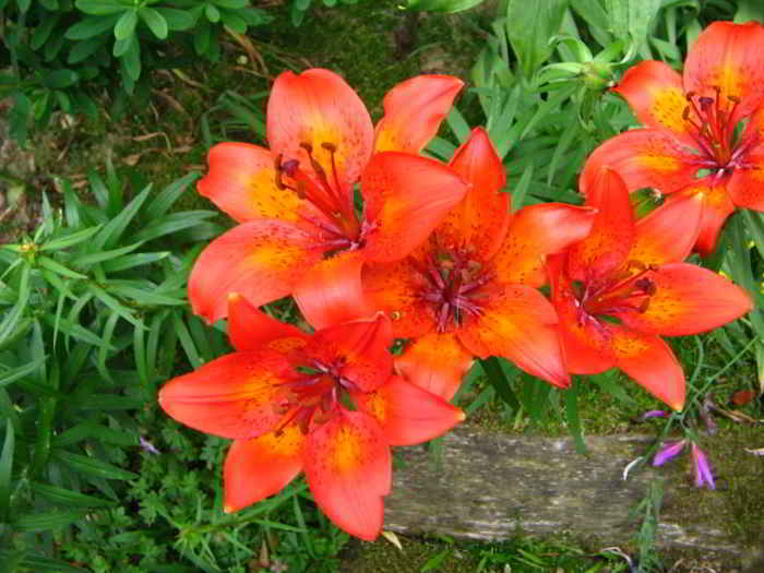 Lilium bulbiferum – Bakung Jingga