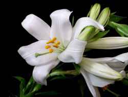 Lilium candidum – Bakung Madonna