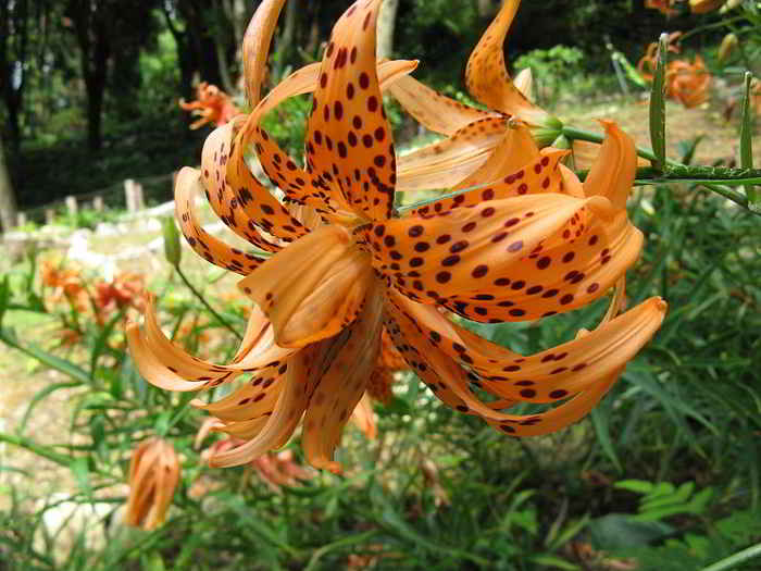 Lilium lancifolium - Bakung Macan