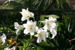Lilium longiflorum – Bakung Paskah