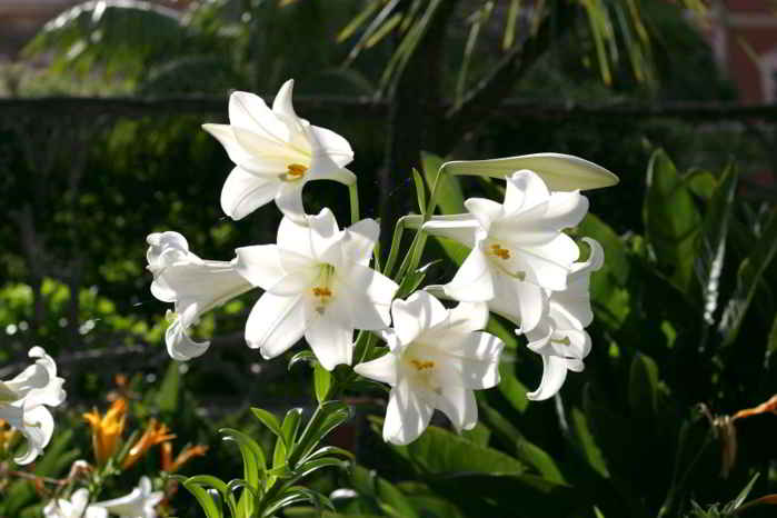 Lilium longiflorum – Bakung Paskah